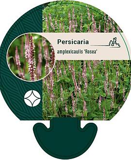 Persicaria a. 'Rosea' Pot 9 cm