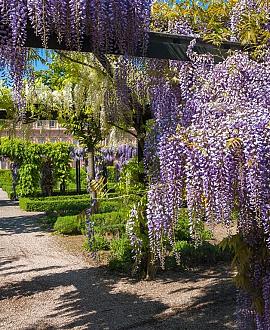 Wisteria floribunda Pot 2 Liter80 - 100 cm