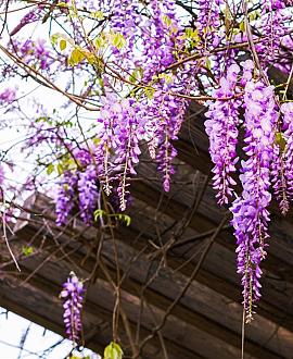 Wisteria sinensis 'Amethyst' Pot 2 Liter80 - 100 cm