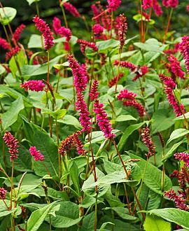 Persicaria a. 'Speciosa' Pot 9 cm