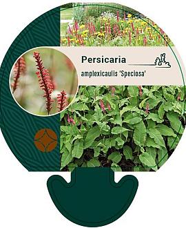 Persicaria a. 'Speciosa' Pot 9 cm