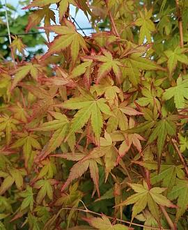 Acer pal. 'Bi-hoo' Pot 7,5 Liter 100 - 125 cm