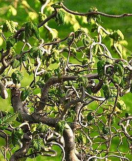 Corylus a. Medusa Pot 5 Liter 80 - 100 cm