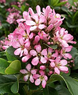 Escallonia laevis Pink Elle Pot 2 Liter30 - 40 cm
