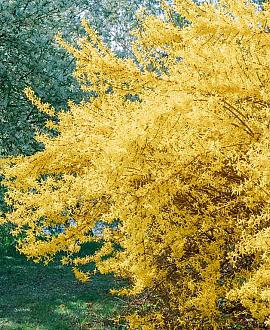 Forsythia int. Minigold Pot 7,5 Liter 50 - 60 cm