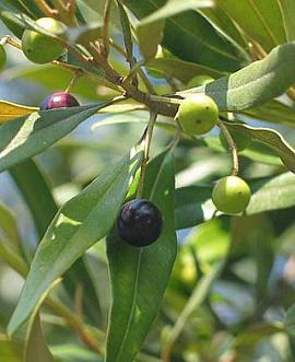 Olea europaea Laagstam