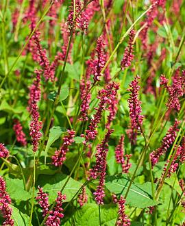 Persicaria a. 'Taurus' Pot 9 cm