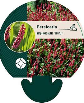 Persicaria a. 'Taurus' Pot 9 cm