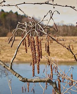 Alnus glutinosa (Stamomtrek 10-12 cm)