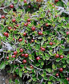 Frangula alnus Pot 25 Liter 100 - 125 cm