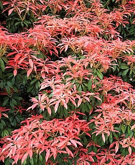 Pieris jap. 'Mountain Fire' Pot 3 Liter 40 - 50 cm