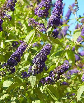 Buddleja d. 'Empire Blue' Pot 2 Liter
