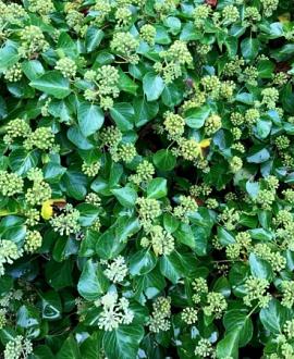 Hedera hel. 'Arborescens' Pot 2 Liter