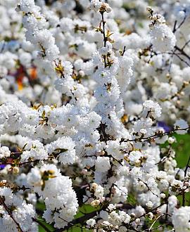Prunus glandulosa 'Alba Plena' Pot 3 Liter 