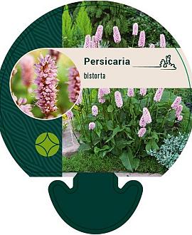 Persicaria bistorta Pot 9 cm