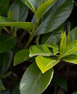 Prunus l. Elly Pot 25 Liter 125 - 150 cm