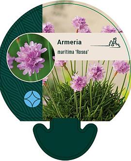 Armeria mar. 'Rosea' Pot 9 cm