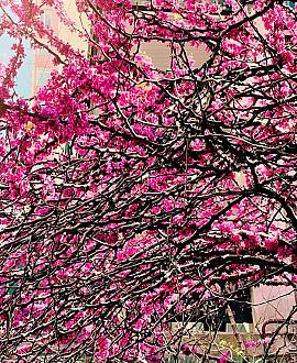 Cercis chinensis 'Avondale' Pot 5 Liter 60 - 80 cm