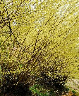 Corylopsis pauciflora Pot 3 Liter 