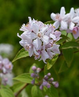 Deutzia hybrida 'Mont Rose' Pot 5 Liter 60 - 80 cm