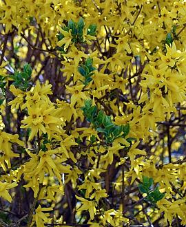 Forsythia int. Mikador Pot 5 Liter 40 - 60 cm