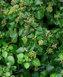 Hedera hib. 'Arbori Compact' Pot 2 Liter