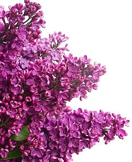 Syringa v. 'Charles Joly' 125 - 150 cm
