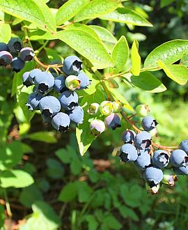 Vaccinium c. 'Jersey' Pot 3 Liter 