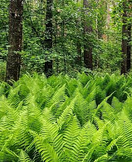 Dryopteris filix-mas Pot 5 Liter 