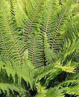 Polystichum set. 'Herrenhausen' Pot 5 Liter 