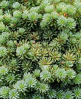 Abies k. 'Brillant' Pot 10 liter