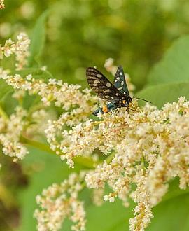 Persicaria polymorpha Pot 9 cm