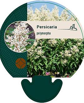 Persicaria polymorpha Pot 9 cm