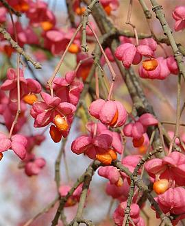 Euonymus europaeus Pot 5 Liter 60 - 80 cm