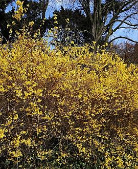 Forsythia int. 'Spectabilis' Pot 5 Liter 60 - 80 cm
