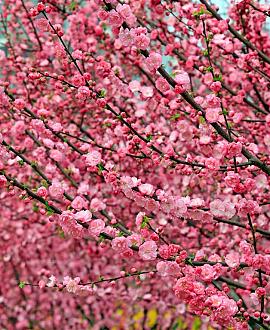 Prunus triloba Pot 3 Liter 40 - 60 cm