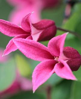 Clematis 'Princess Diana' Pot 2 Liter