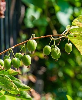 Actinidia a. 'Issai' Pot 2 Liter80 - 100 cm