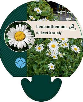 Leucanthemum (S) 'Dwarf Snow Lady' Pot 9 cm