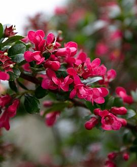 Escallonia 'Donard Seedling' Pot 5 Liter 30 - 40 cm