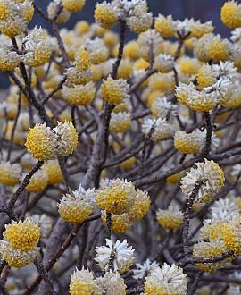 Edgeworthia chrysantha Pot 25 Liter 100 - 125 cm Meerstammig