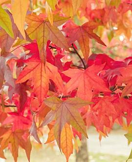 Liquidambar styraciflua Pot 70 liter Hoogstam (Stamomtrek 16-18 cm)