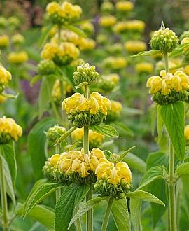 Phlomis russeliana Pot 9 cm