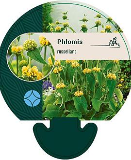 Phlomis russeliana Pot 9 cm