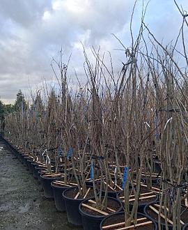 Albizia julibr. Ombrella C65 200 - 250 cm Meerstammig