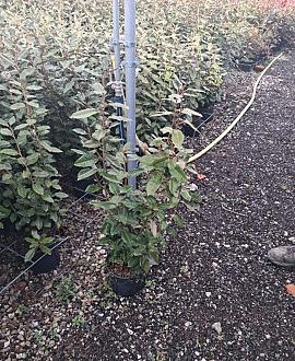 Elaeagnus ebb. 'Compacta' Pot 3 Liter 