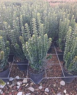 Euonymus jap. 'Benkomasaki' Pot 9 Liter struik