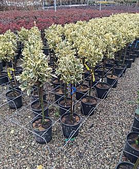 Euonymus jap. 'Bravo' Pot 9 Liter Laagstam
