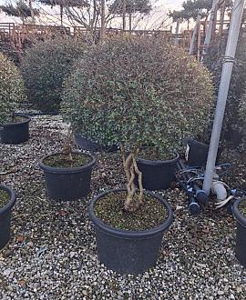 Ligustrum delavayanum Pot 45 Liter 100 - 125 cm Meerstammig