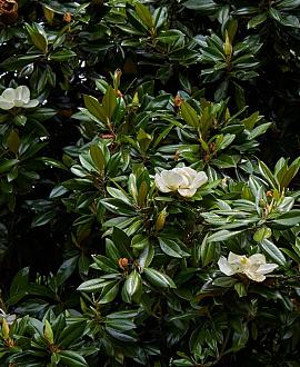 Magnolia grand. 'Galissonnière' Pot 9 Liter struik